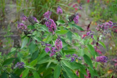 Buddleja davidii 'Bicolor', syn. 'Çiçek Gücü', Eylül 'de çiçek açacak. Buddleja davidii ya da Buddleia davidii, Scrophulariaceae familyasından bir bitki türü. Berlin, Almanya 