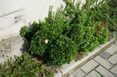 Eylül ayında Buxus sempervirens 'in bukleli kuş şeklinde bir çalısı yetişir. Buxus sempervirens, Buxus familyasından bir buxus bitkisi türüdür. Berlin, Almanya