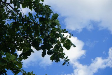 Quercus Petraea Eylül 'de büyür. Quercus petraea, genellikle Cornish meşesi, İrlanda meşesi ya da Durmast meşesi olarak da bilinir. Berlin, Almanya 
