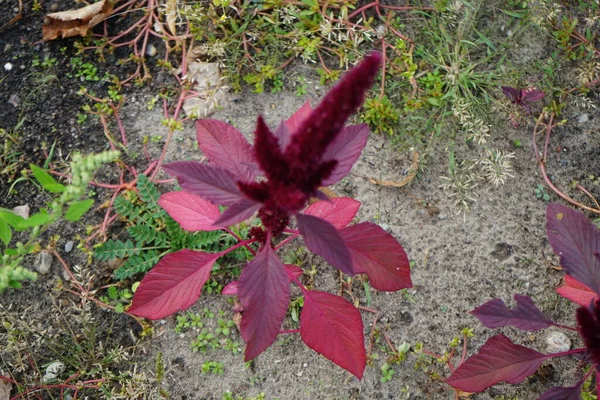 Amaranthus cruentus blooms in September. Amaranthus cruentus, blood amaranth, red amaranth, purple amaranth, prince\'s feather, and Mexican grain amaranth, is a flowering plant species. Berlin, Germany