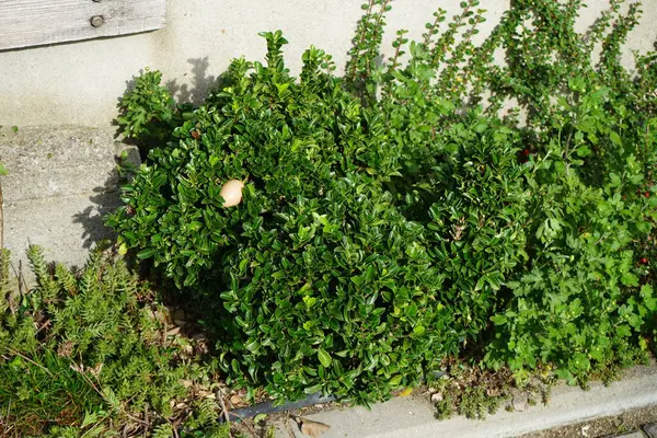A trimmed bird-shaped bush of Buxus sempervirens grows in September. Buxus sempervirens, the common box, European box, or boxwood, is a species of flowering plant in the genus Buxus. Berlin, Germany