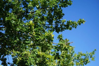 Eylül 'de meyveli Quercus Robur. Quercus robur, kayın ve meşe (Fagaceae) familyasından bir çicek türü. Berlin, Almanya 