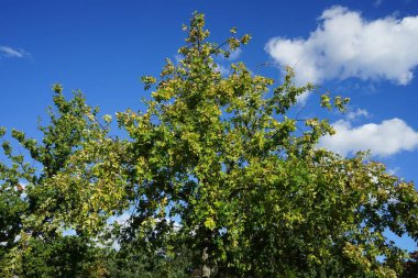 Eylül 'de meyveli Quercus Robur. Quercus robur, kayın ve meşe (Fagaceae) familyasından bir çicek türü. Berlin, Almanya 