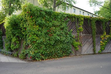 Partenosissus quinquefolia ve Hedera helix Eylül ayında tahta bir çite tırmanırlar. Partenosissus quinquefolia, (Türkçe: 