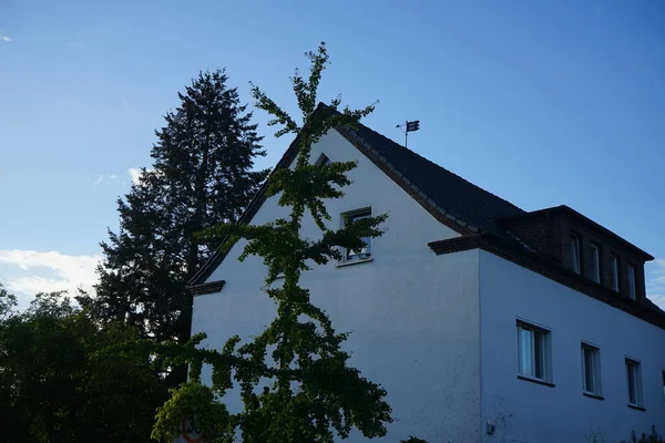 Ginkgo biloba tree grows in September at sunset. Ginkgo biloba, ginkgo or gingko, the maidenhair tree, is a species of gymnosperm tree. Berlin, Germany