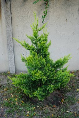 Eylül ayında mavi-sarı iğneli Thuja bataryası ağacı büyür. Thuja occidentalis (ayrıca kuzey beyaz sedir, doğu beyaz sedir veya arborvitae olarak da bilinir) her zaman yeşil kozalaklı bir ağaçtır. Berlin, Almanya