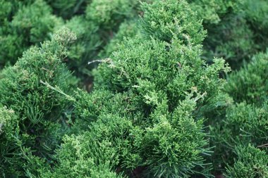 Juniperus Sabina Eylül 'de büyür. Juniperus Sabina (Savin Ardıç veya Savin), ardıç kuşunun bir türüdür. Berlin, Almanya 