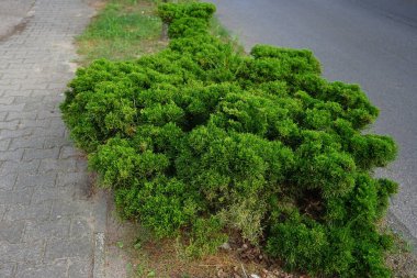 Juniperus Sabina Eylül 'de büyür. Juniperus Sabina (Savin Ardıç veya Savin), ardıç kuşunun bir türüdür. Berlin, Almanya 