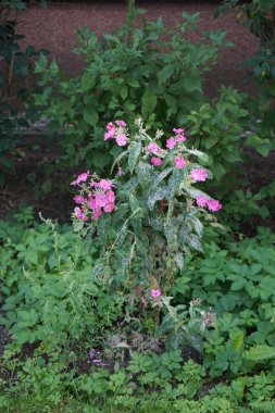 Pudra küfü, phlox, Phlox panikulata 'daki en tehlikeli mantar hastalıklarından biridir. Erysiphales, Erysiphaceae familyasından bir ascomycete mantar türüdür. Berlin, Almanya