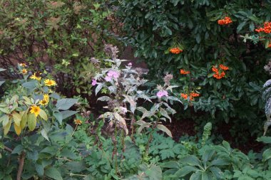 Pudra küfü, phlox, Phlox panikulata 'daki en tehlikeli mantar hastalıklarından biridir. Erysiphales, Erysiphaceae familyasından bir ascomycete mantar türüdür. Berlin, Almanya