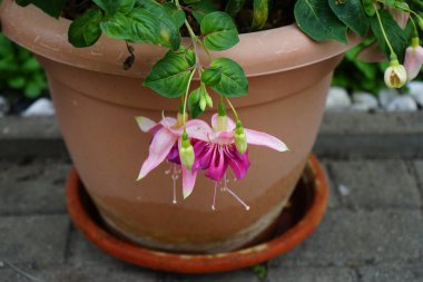 Dev fuşya 'Bella Rosella' Eylül 'de bir saksıda pembe ile mor çiçekleri yakar. Fuchsia, Kıbrıs Rum Kesimi 'nin Onagraceae familyasından bir bitki cinsidir. Berlin, Almanya 