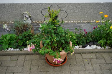 Dev fuşyalar 'Holly' nin Güzelliği 've' Bella Rosella 'Eylül' de bir saksıda çiçek açıyor. Fuchsia, Kıbrıs Rum Kesimi 'nin Onagraceae familyasından bir bitki cinsidir. Berlin, Almanya