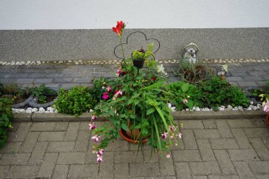 Freesia 'Einfach Rot', syn. 'Basit Kırmızı', Dev fuşyalar kırmızı-mor 'Voodoo' ve beyaz-mor 'Derin Mor' Eylül 'de bir saksıda çiçek açar. Berlin, Almanya