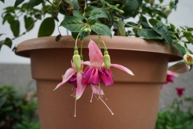 Dev fuşya 'Bella Rosella' Eylül 'de bir saksıda pembe ile mor çiçekleri yakar. Fuchsia, Kıbrıs Rum Kesimi 'nin Onagraceae familyasından bir bitki cinsidir. Berlin, Almanya 