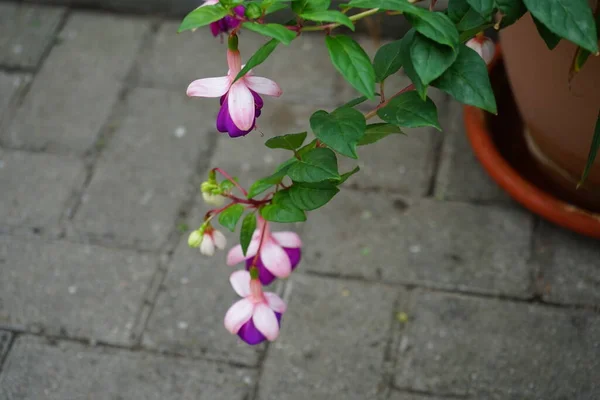 Giant fuchsia \'Deep Purple\' blooms with white-purple flowers in a flower pot in September. Fuchsia, is a genus of perennial plants of the Cyprus family, Onagraceae. Berlin, Germany