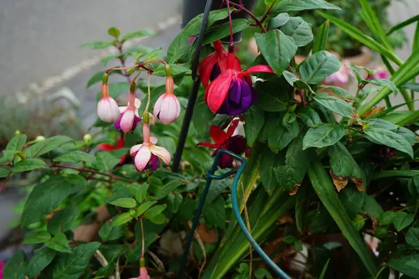 Giant fuchsias red-violet 'Voodoo' and white-violet 'Deep Purple' bloom in a flower pot in September. Fuchsia, is a genus of perennial plants of the Cyprus family, Onagraceae. Berlin, Germany