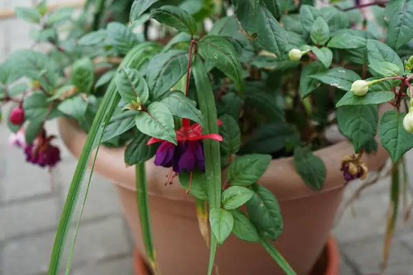 Giant fuchsias red-violet \'Voodoo\' and white-violet \'Deep Purple\' bloom in a flower pot in September. Fuchsia, is a genus of perennial plants of the Cyprus family, Onagraceae. Berlin, Germany