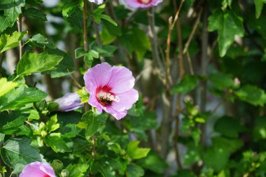 Yaban arısı Bombası Pascuorum Eylül ayında Hibiscus Syriacus 'un Woodbridge' deki pembe çiçeklerinden nektar toplar. Bombus pascuorum, Avrupa 'da yaşayan bir yaban arısı türüdür. Berlin, Almanya 