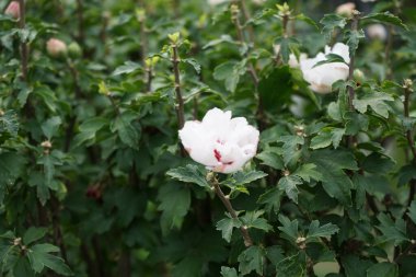 Hibiscus syriacus 