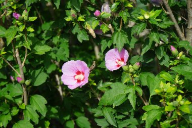 Hibiscus Syriacus 'Woodbridge Eylül' de kırmızı merkezli büyük pembe-mor çiçeklerle çiçek açar. Hibiscus syriacus, Malvaceae familyasından bir bitki türü. Berlin, Almanya 
