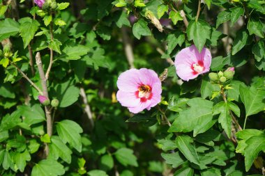 Yaban arısı Bombası Pascuorum Eylül ayında Hibiscus Syriacus 'un Woodbridge' deki pembe çiçeklerinden nektar toplar. Bombus pascuorum, Avrupa 'da yaşayan bir yaban arısı türüdür. Berlin, Almanya 