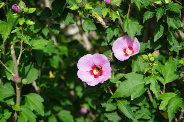 Yaban arısı Bombası Pascuorum Eylül ayında Hibiscus Syriacus 'un Woodbridge' deki pembe çiçeklerinden nektar toplar. Bombus pascuorum, Avrupa 'da yaşayan bir yaban arısı türüdür. Berlin, Almanya 