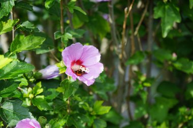 Yaban arısı Bombası Pascuorum Eylül ayında Hibiscus Syriacus 'un Woodbridge' deki pembe çiçeklerinden nektar toplar. Bombus pascuorum, Avrupa 'da yaşayan bir yaban arısı türüdür. Berlin, Almanya 