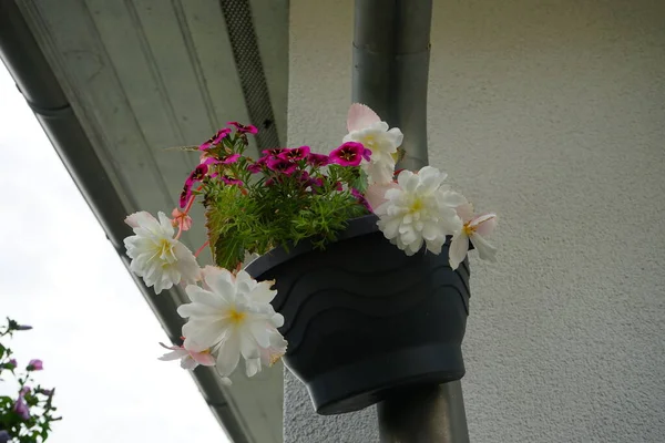 Tuberous begonia, Begonia x tuberhybrida \'Illumination White\' and Calibrachoa \'Cabaret Good Night Kiss\' bloom in September in a hanging pot on a water pipe. Begonia is a genus of perennial flowering plants in the family Begoniaceae. Berlin, Germany