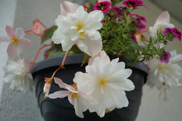 Tuberous begonia, Begonia x tuberhybrida \'Illumination White\' and Calibrachoa \'Cabaret Good Night Kiss\' bloom in September in a hanging pot on a water pipe. Begonia is a genus of perennial flowering plants in the family Begoniaceae. Berlin, Germany