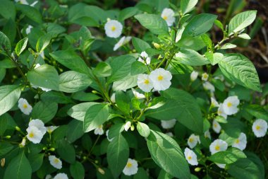 Lycianthes rantonnetii beyazı Eylül ayında çiçek açar. 