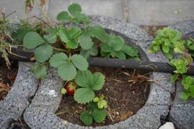 Çilek çalısı eylülde bahçede yetişir. Çilek ya da Fragaria x ananassa, Fragaria cinsinin yaygın olarak yetişen bir melez türüdür. Berlin, Almanya