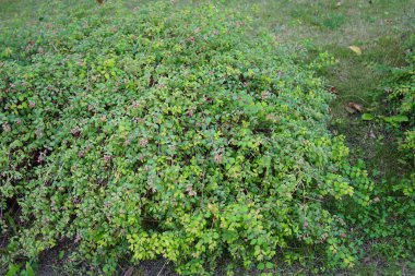 Eylül ayında çiçek ve meyveli Symphoricarpos chenaultii 'Hancock. Symphoricarpos chenaultii, hanımeli familyasından bir çalı grubudur. Berlin, Almanya 