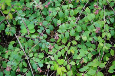 Yaban arısı Bombus Pascuorum Eylül ayında Symphoricarpos chenaultii 'Hancock' un çiçeklerinden nektar toplar. Bombus pascuorum, Avrupa 'da yaşayan bir yaban arısı türüdür. Berlin, Almanya 