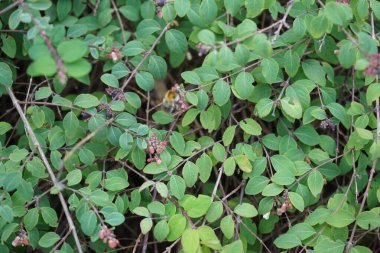 Yaban arısı Bombus Pascuorum Eylül ayında Symphoricarpos chenaultii 'Hancock' un çiçeklerinden nektar toplar. Bombus pascuorum, Avrupa 'da yaşayan bir yaban arısı türüdür. Berlin, Almanya 
