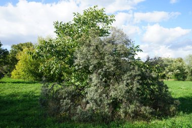 Eylül ayındaki bitki örtüsüyle güzel bir doğal manzara. Berlin, Almanya 