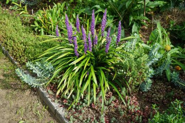 Liriope Muscari 'Para Getiren', Syn. Büyük mavi zambak, zambak, sınır otları, maymun otları, ağustostan ekime kadar panikte mavi-mor çiçekler üreten her daim yemyeşil bir bitkidir. Berlin, Almanya