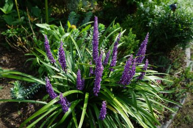 Liriope Muscari 'Para Getiren', Syn. Büyük mavi zambak, zambak, sınır otları, maymun otları, ağustostan ekime kadar panikte mavi-mor çiçekler üreten her daim yemyeşil bir bitkidir. Berlin, Almanya