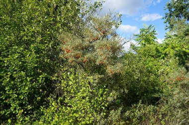 Hippophae rhamnoides Eylül 'de büyür. Hippophae rhamnoides, Elaeagnaceae familyasından bir bitki türü. Berlin, Almanya