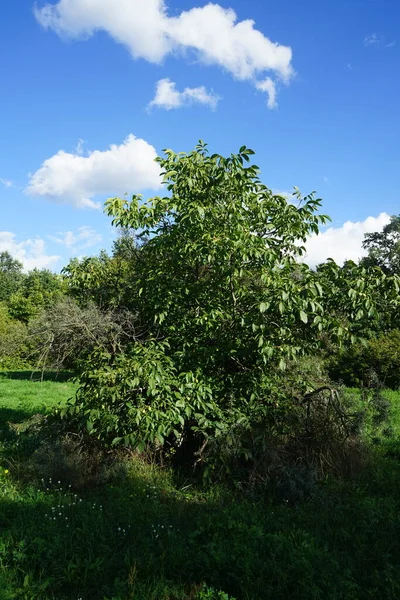 stock image Beautiful natural landscape with September vegetation in the recreation area. Berlin, Germany 