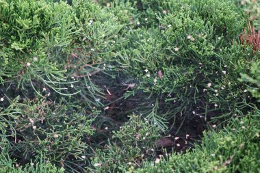 Eylül 'de bir örümcek Juniperus Sabina çalılığında ağda oturur. Juniperus Sabina (Savin Ardıç veya Savin), ardıç kuşunun bir türüdür. Berlin, Almanya 