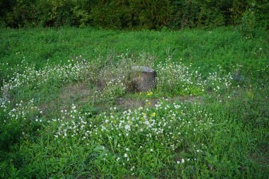 Eylül 'de Berteroa incana' nın beyaz çiçekleri ve Diplotaxis tenuifolia 'nın sarı çiçekleri bir çayırdaki ağaç kütüğünü çevrelemektedir. Berlin, Almanya 