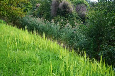 Phragmites australis Eylül ayında nehir kenarında yetişir. Phragmites australis, Poaceae familyasından yaygın olarak kullanılan bir sazlıktır. Berlin, Almanya 