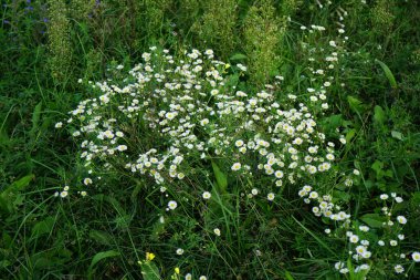 Erigeron Annuus Eylül 'de çiçek açacak. Erigeron Annuus (eski adıyla Aster Annuus), papatya pireli, papatya veya papatya pireli otçul bir bitki türüdür. Berlin, Almanya 