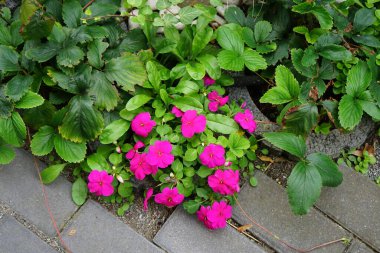 Impatiens Walleriana Eylül 'de bahçede koyu pembe çiçekler açar. Impatiens walleriana, Sultanii, meşgul Lizzie, balsam, sultana veya kısaca sabırsız, Impatiens cinsinin bir türüdür. Berlin, Almanya 