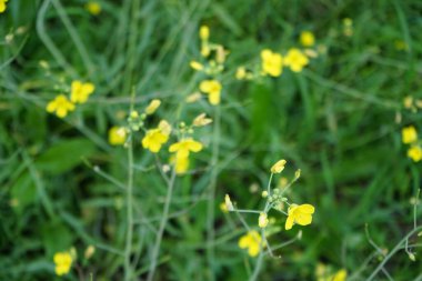 Diplotaxis tenuifolia Eylül ayında çiçek açar. Diplotaxis tenuifolia, Hardal familyasından bir bitki türü olup, uzun ömürlü duvar roketi olarak bilinir. Berlin, Almanya