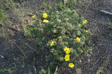 Potentilla fruticosa Eylül ayında altın sarısı çiçeklerle çiçek açar. Potentilla, Rosaceae familyasından bir bitki türü. Berlin, Almanya