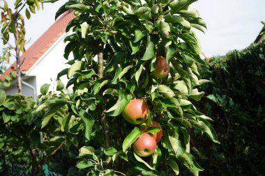 Columnar apple tree, Malus domestica Ballerina 'Suncats', with fruits grows in September in the garden. Malus is a genus of small deciduous trees or shrubs in the family Rosaceae. Berlin, Germany clipart