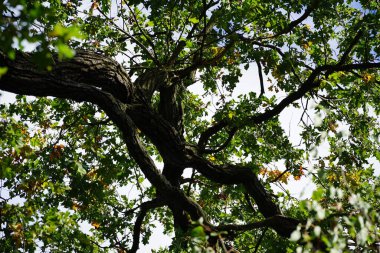 Quercus Robur ekim ayında büyür. Quercus robur, kayın ve meşe (Fagaceae) familyasından bir çicek türü. Berlin, Almanya