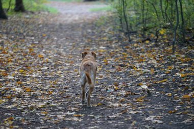 Sonbahar parkında yürüyüşe çıkmış beyaz-kahverengi köpek. Berlin, Almanya 