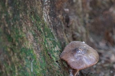 Pluteus cervinus ekim ayında sonbahar ormanında bir kütüğün yanında yetişir. Pluteus cervinus, geyik mantarı veya geyik mantarı, Agaricales familyasından bir mantar türüdür. Berlin, Almanya
